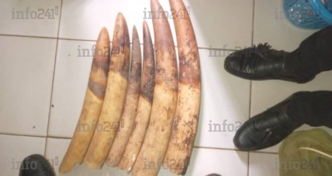Oyem : 3 hommes épinglés avec six pointes d’ivoire devant la justice gabonaise ce vendredi